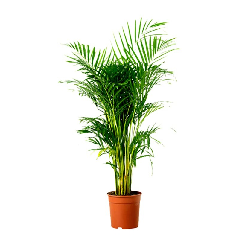 Areca Palm Plant - photo
