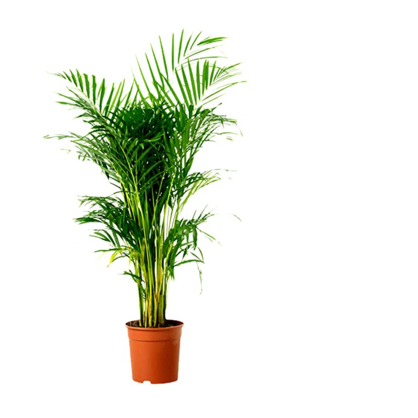 Areca Palm Plant - front-view
