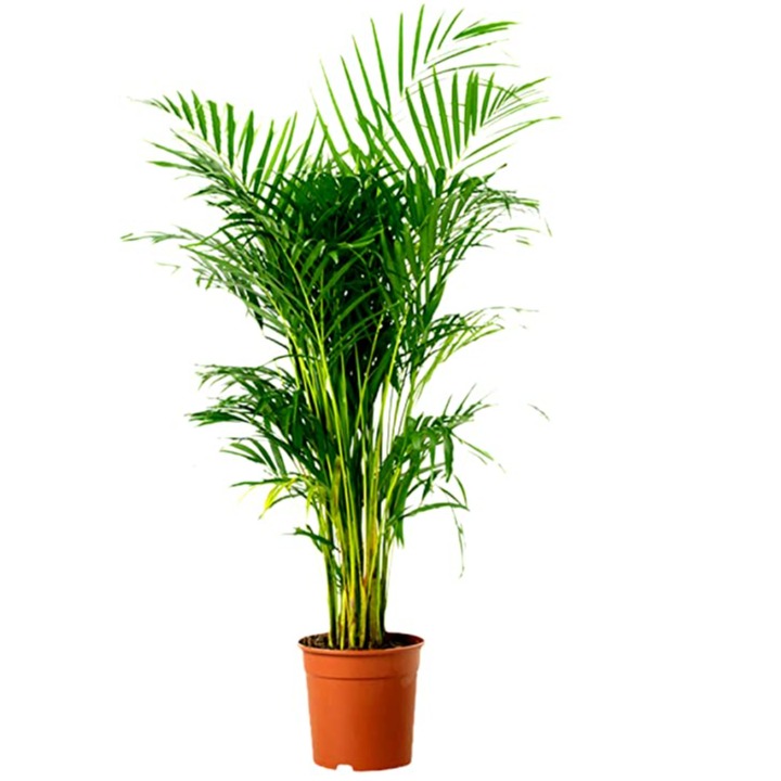 Areca Palm Plant - top-view