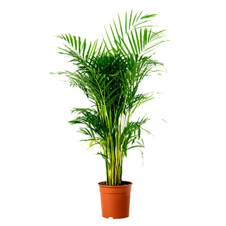 Areca Palm Plant - rear-view