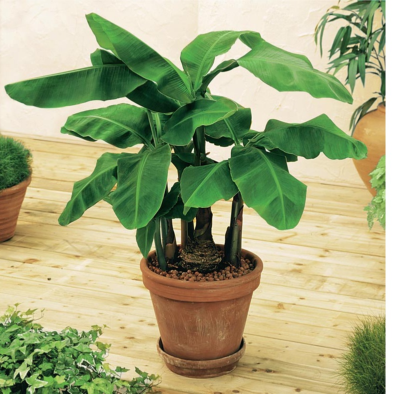 Banana plant - photo