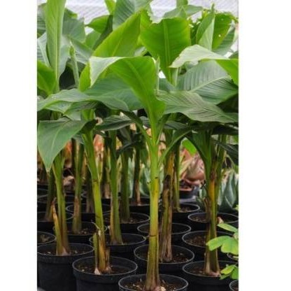 Banana plant - front-view