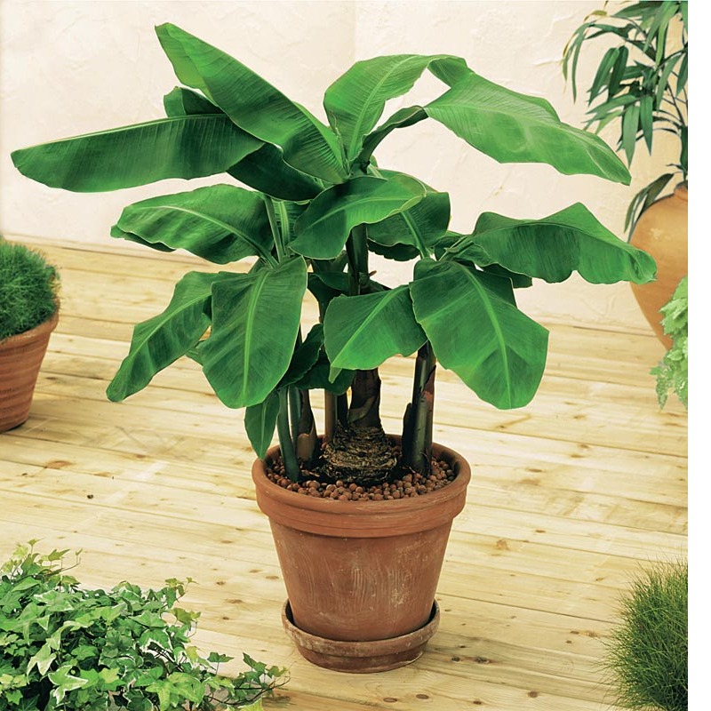 Banana plant - top-view