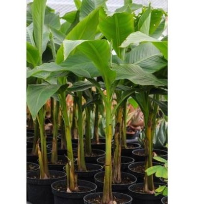 Banana plant - rear-view
