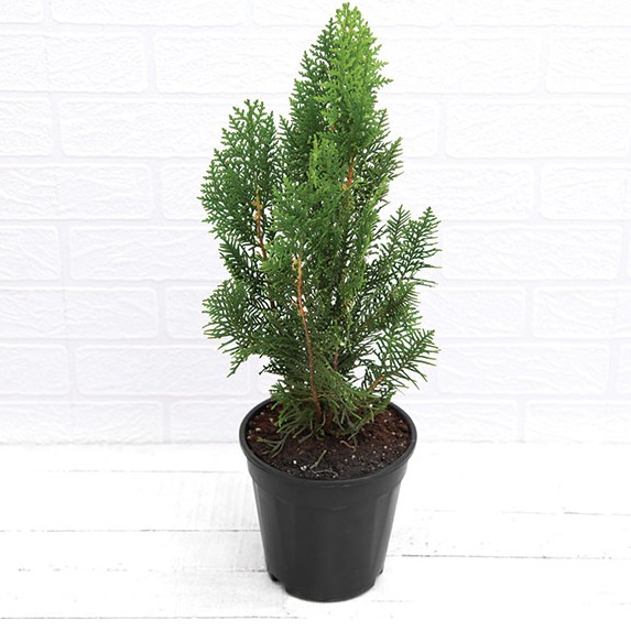 Morpankhi, Thuja Compacta - photo