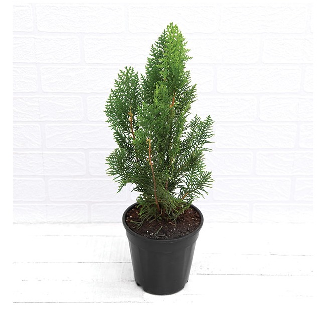 Morpankhi, Thuja Compacta - front-view