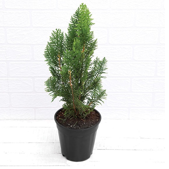 Morpankhi, Thuja Compacta - top-view