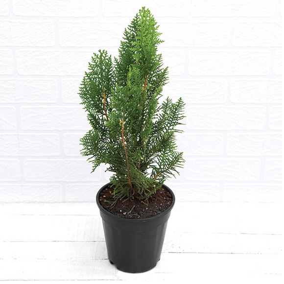 Morpankhi, Thuja Compacta - rear-view