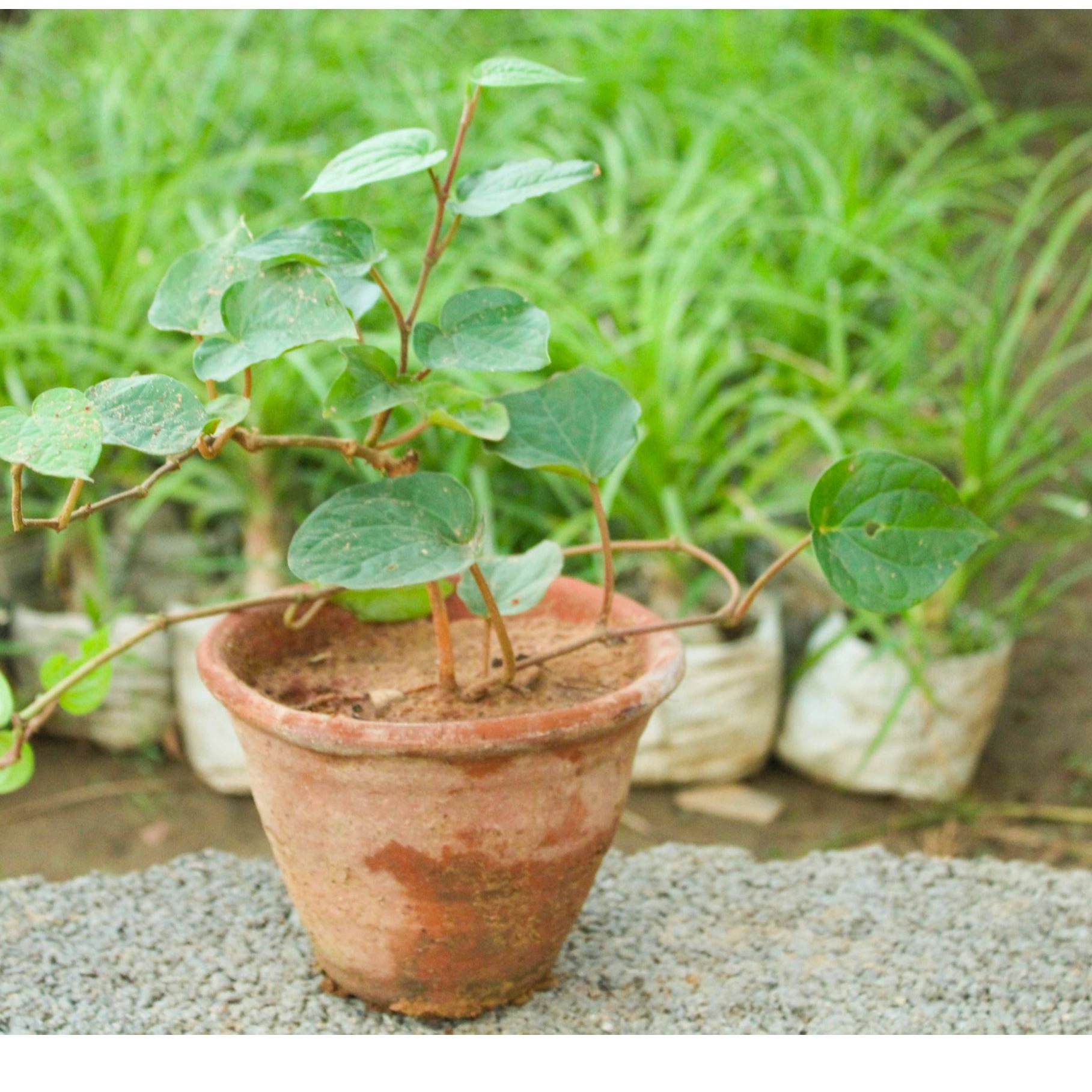 Paan (Piper Betel, Maghai Paan) - front-view
