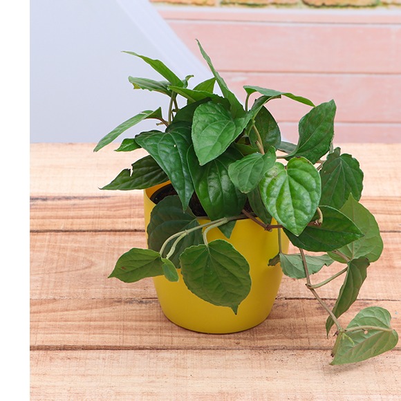 Paan (Piper Betel, Maghai Paan) - top-view