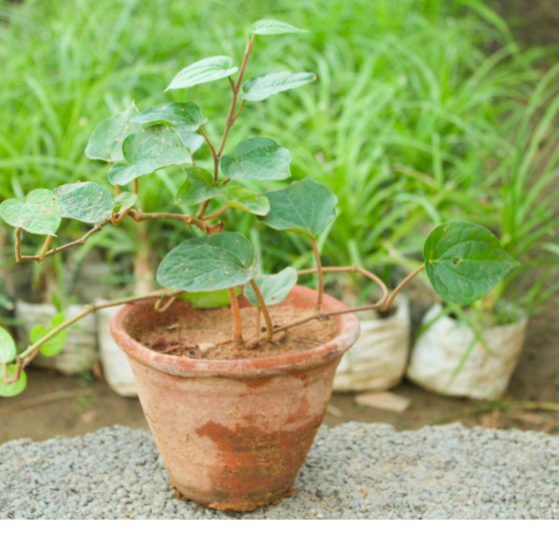 Paan (Piper Betel, Maghai Paan) - rear-view