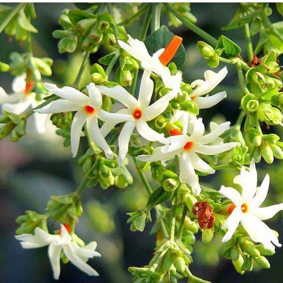 Parijat Tree, Parijatak, Night Flowering Jasmine - photo