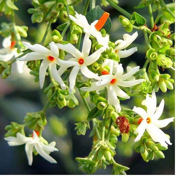 Parijat Tree, Parijatak, Night Flowering Jasmine - front-view