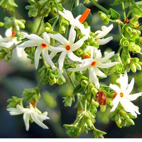 Parijat Tree, Parijatak, Night Flowering Jasmine - top-view