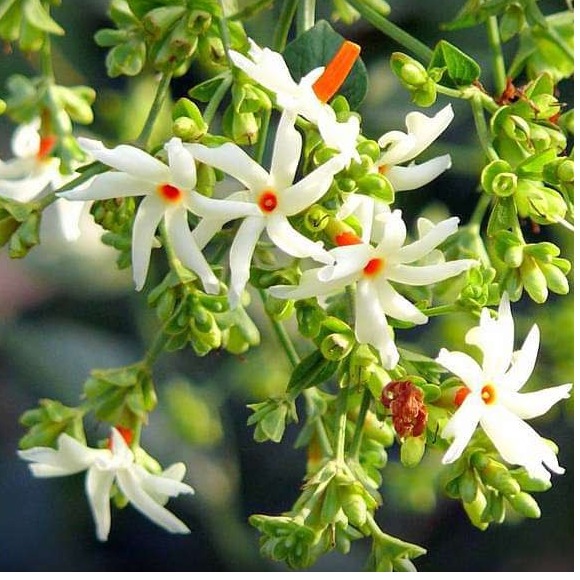 Parijat Tree, Parijatak, Night Flowering Jasmine - rear-view