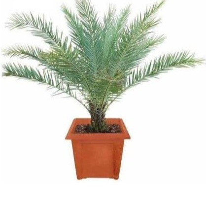 Phoenix Palm - photo