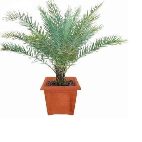 Phoenix Palm - front-view