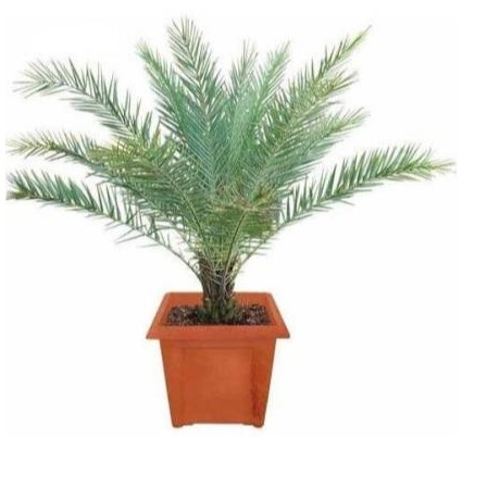 Phoenix Palm - top-view