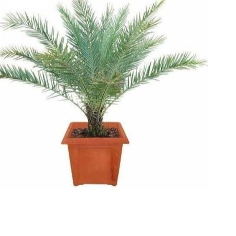 Phoenix Palm - rear-view