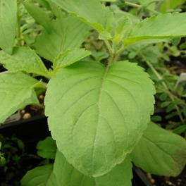 Rama Tulsi (Holy Basil, Ocimum Tenuiflorum) - photo