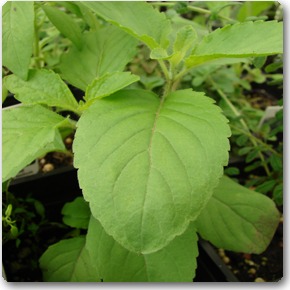 Rama Tulsi (Holy Basil, Ocimum Tenuiflorum) - front-view