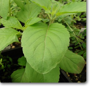 Rama Tulsi (Holy Basil, Ocimum Tenuiflorum) - top-view
