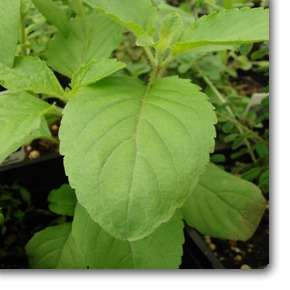 Rama Tulsi (Holy Basil, Ocimum Tenuiflorum) - rear-view