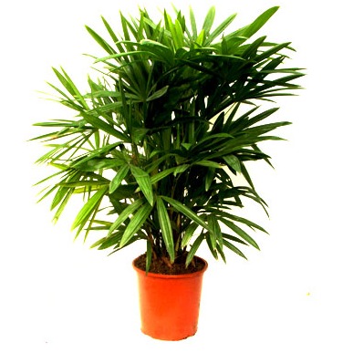 Raphis Palm (Lady Palm) - photo