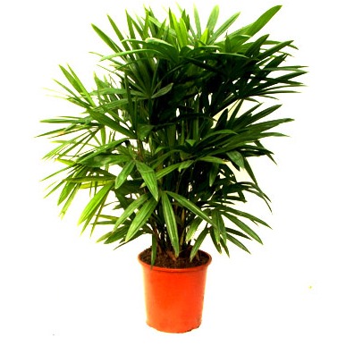 Raphis Palm (Lady Palm) - front-view