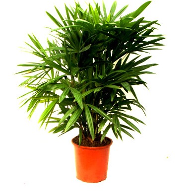 Raphis Palm (Lady Palm) - top-view