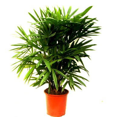 Raphis Palm (Lady Palm) - rear-view