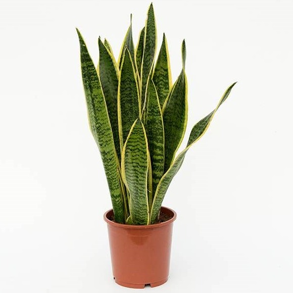 Snake Plant (Sansevieria Trifasciata, Mother Tongue) – Plant - front-view