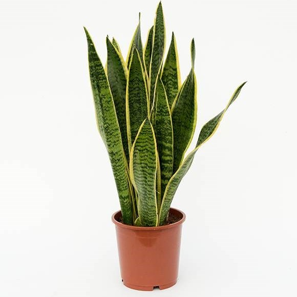 Snake Plant (Sansevieria Trifasciata, Mother Tongue) – Plant - rear-view