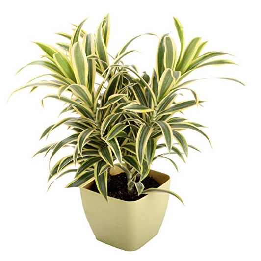 Son Of India (Dracaena) - photo