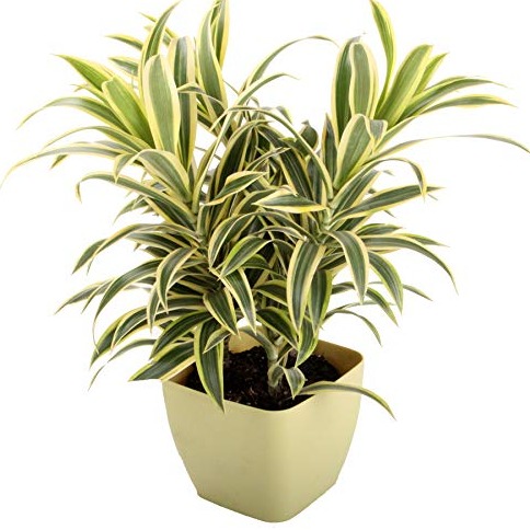 Son Of India (Dracaena) - front-view