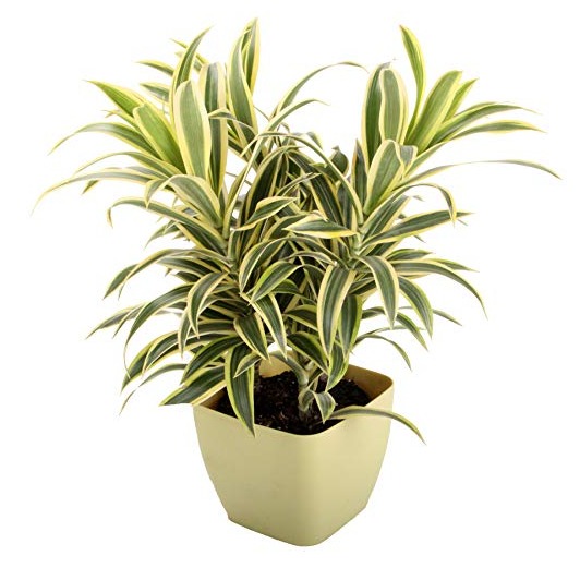 Son Of India (Dracaena) - top-view
