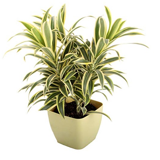 Son Of India (Dracaena) - rear-view