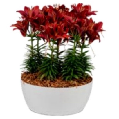 Florida White Ceramic Planter - front_view
