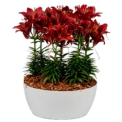 Florida White Ceramic Planter - rear_view